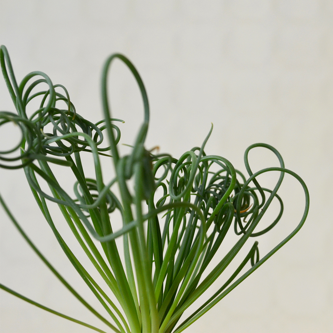Albuca spiralis vaso Ø 10,5