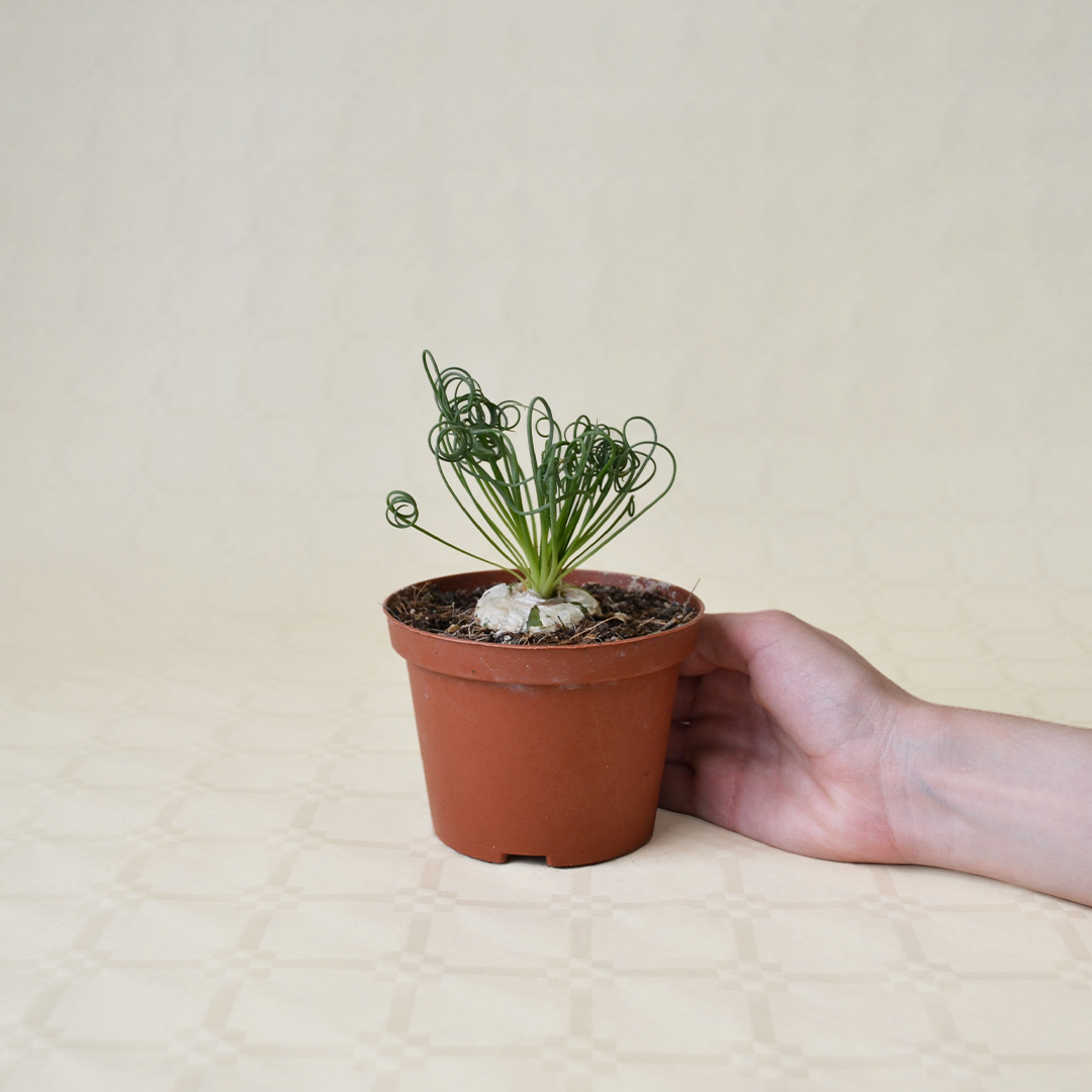 Albuca spiralis vaso Ø 10,5