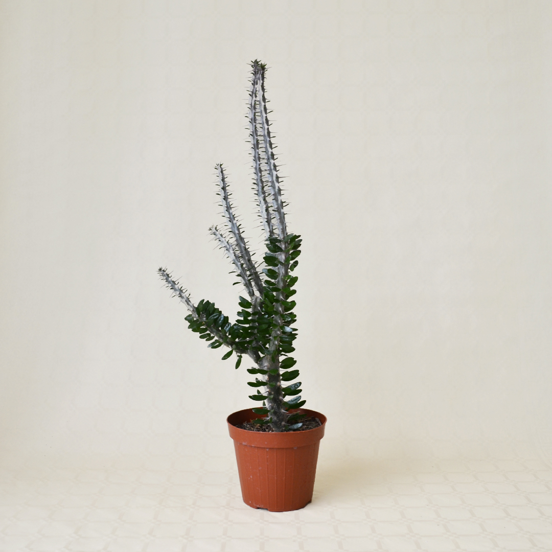 Alluaudia procera vaso 14