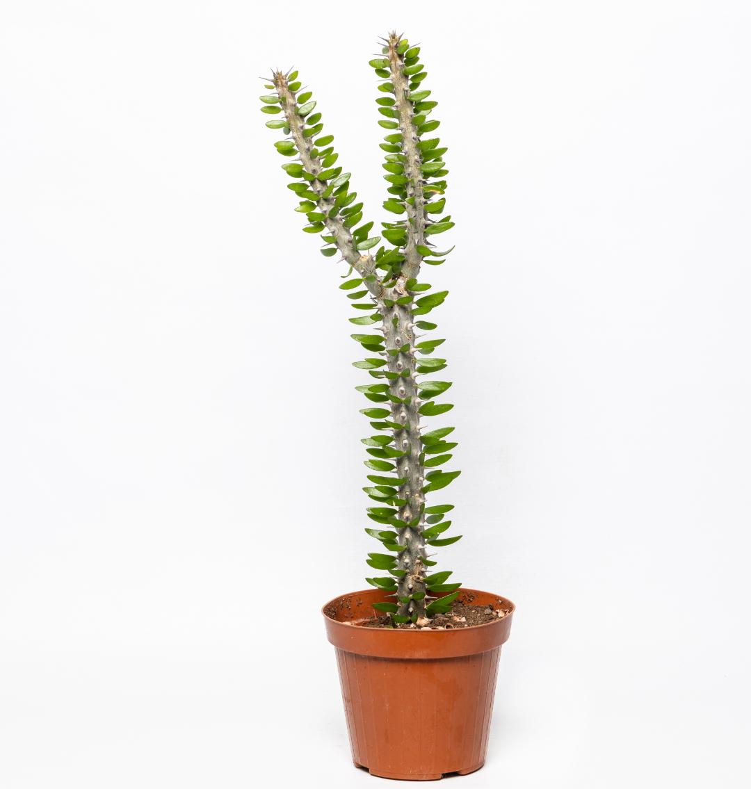 Alluaudia procera vaso Ø 14