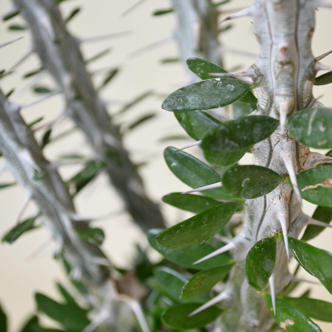 Alluaudia procera vaso 14