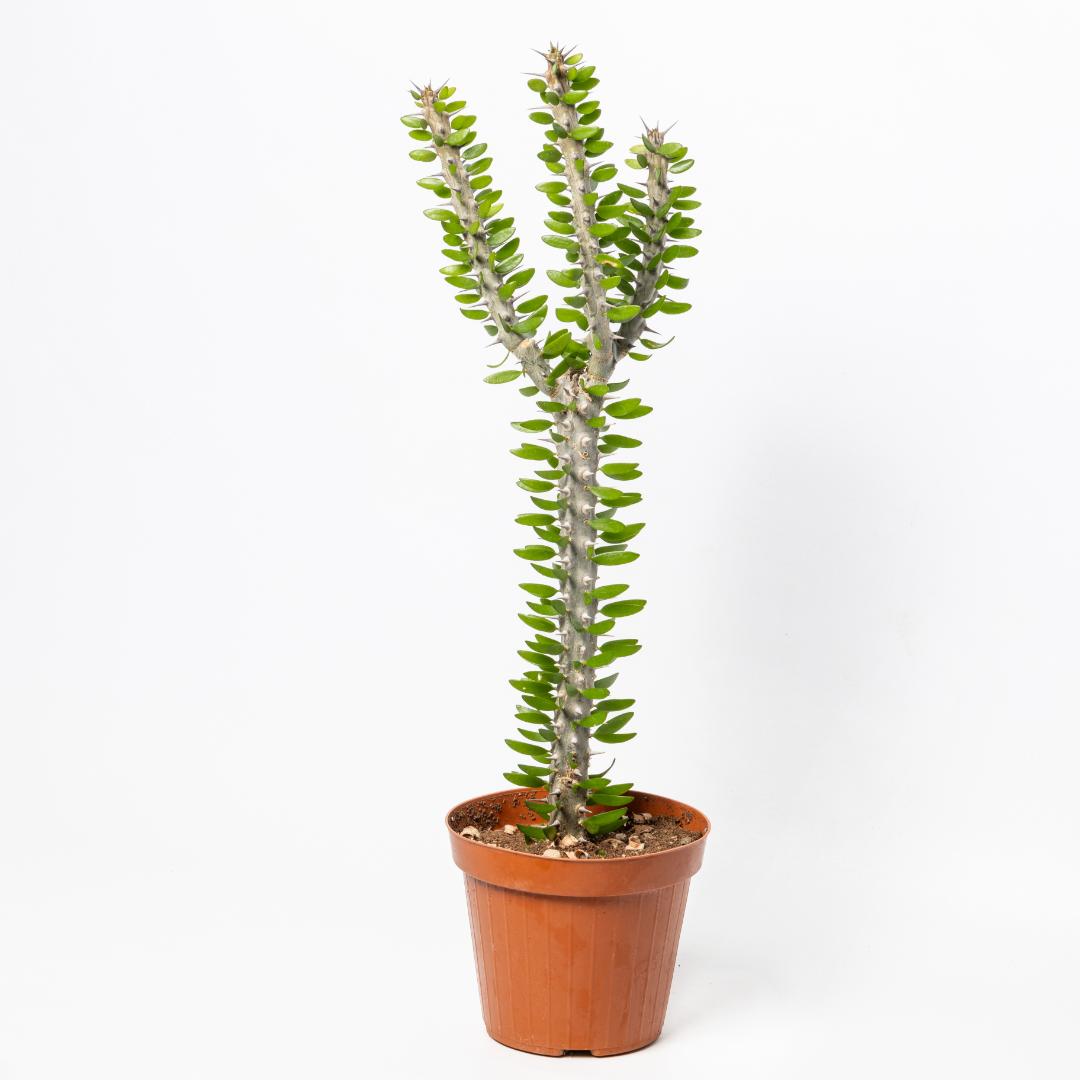 Alluaudia procera vaso Ø 14 - immagine 3