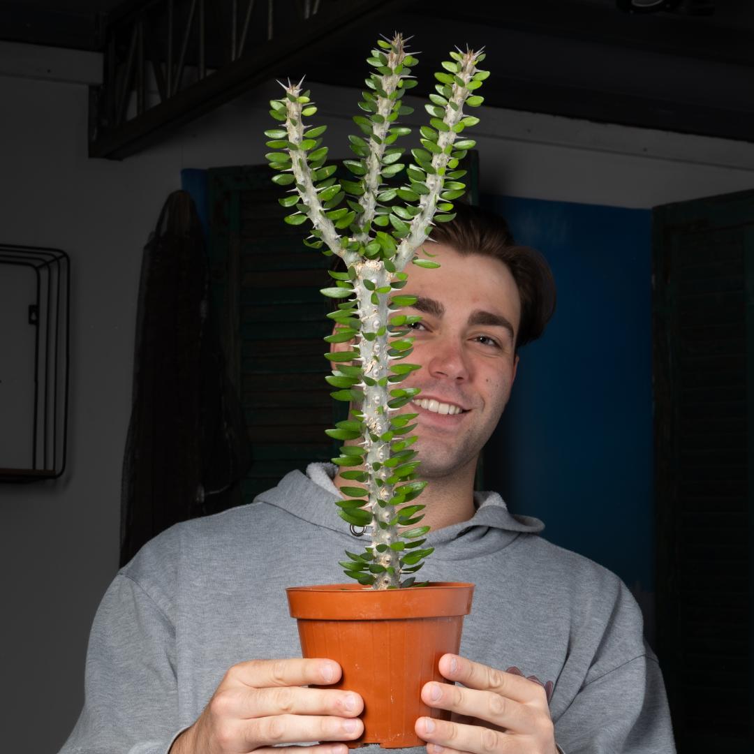 Alluaudia procera vaso Ø 14 - immagine 4
