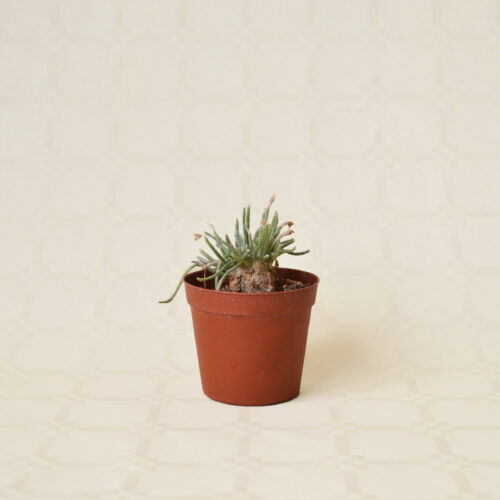 Avonia quinaria vaso 7,5
