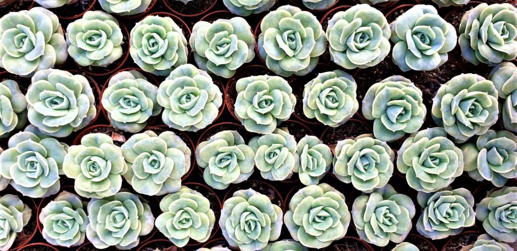Echeveria Lovely Rose