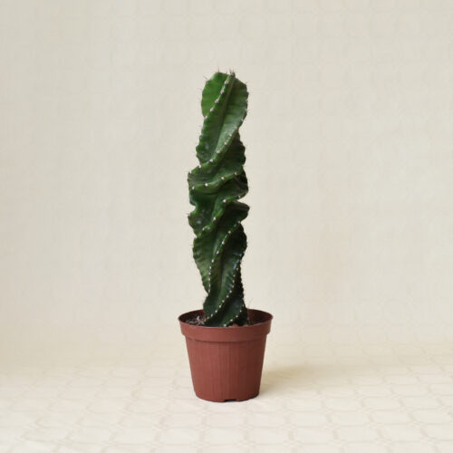 Cereus forbesii Otto vaso 12