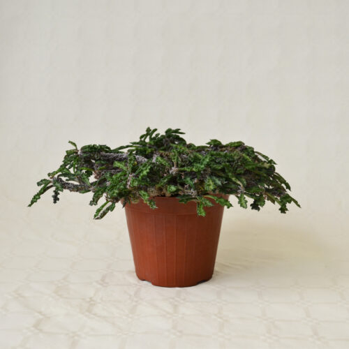 Euphorbia decaryi vaso Ø 14