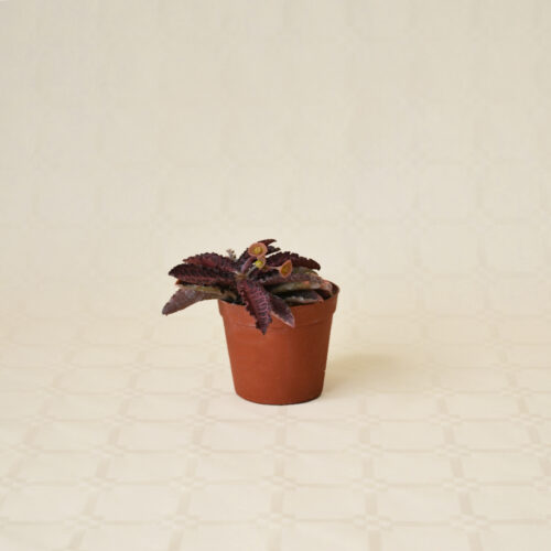 Euphorbia francoisii vaso Ø 7,5