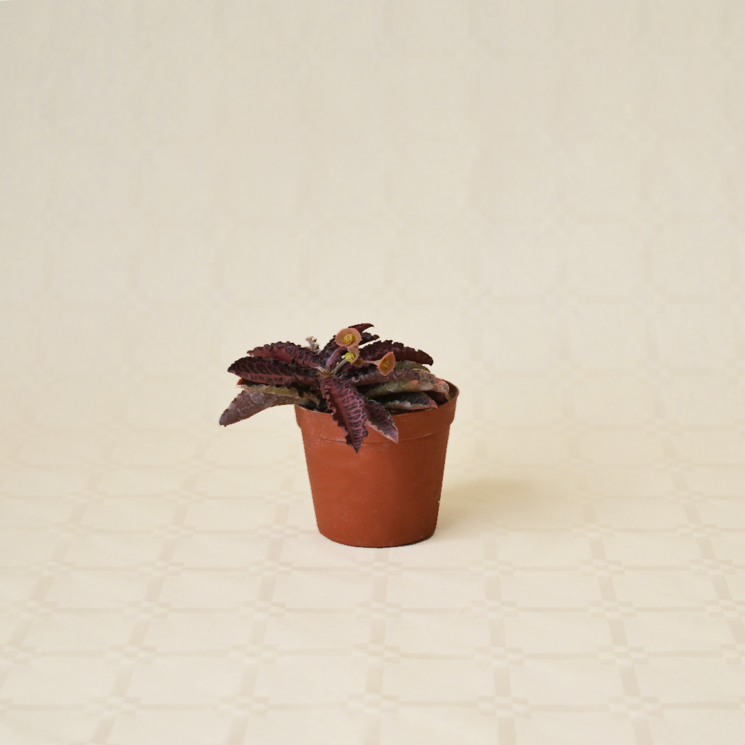 Euphorbia francoisii vaso Ø 7,5