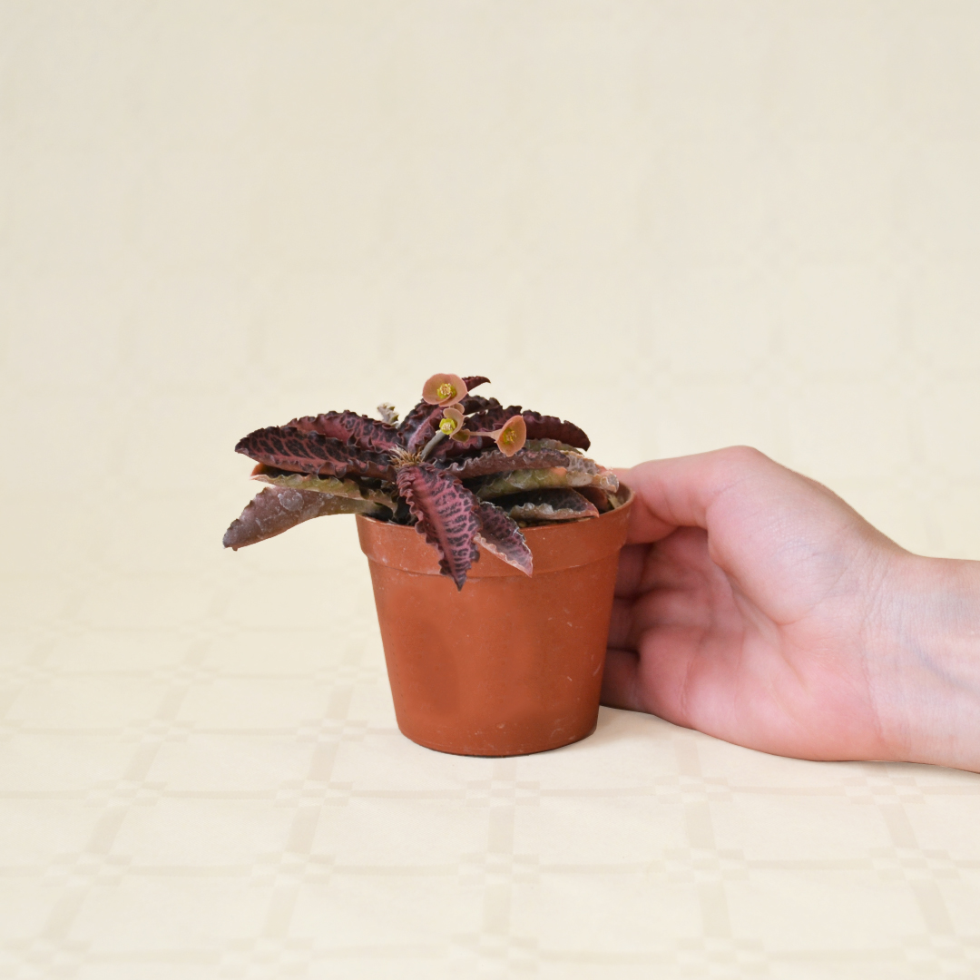 Euphorbia francoisii vaso Ø 7,5
