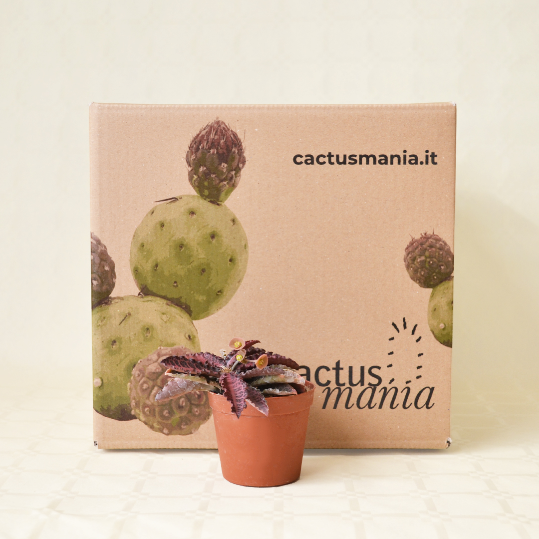 Euphorbia francoisii vaso Ø 7,5