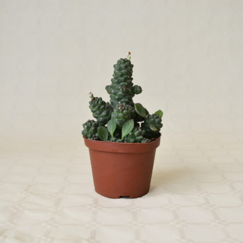 Monadenium ritchiei vaso Ø 10,5