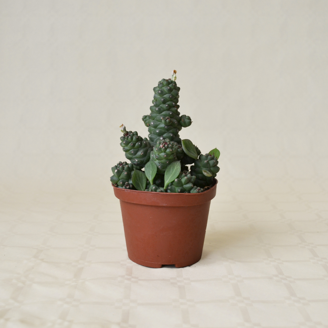 Monadenium ritchiei vaso Ø 10,5