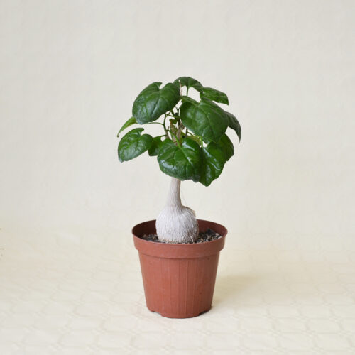 Pyrenacantha malvifolia vaso 14