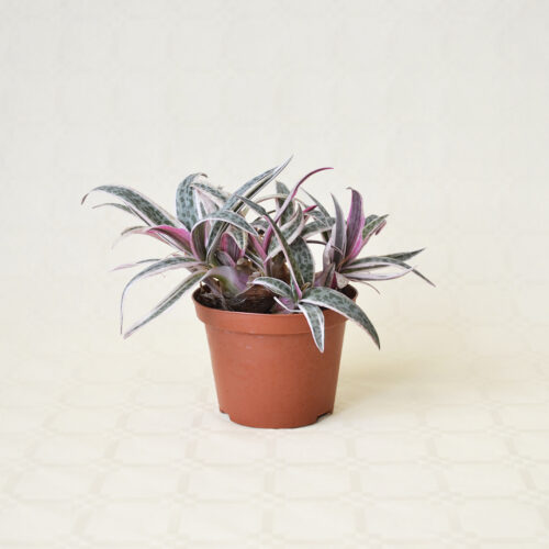 Scilla violacea variegata vaso 10,5
