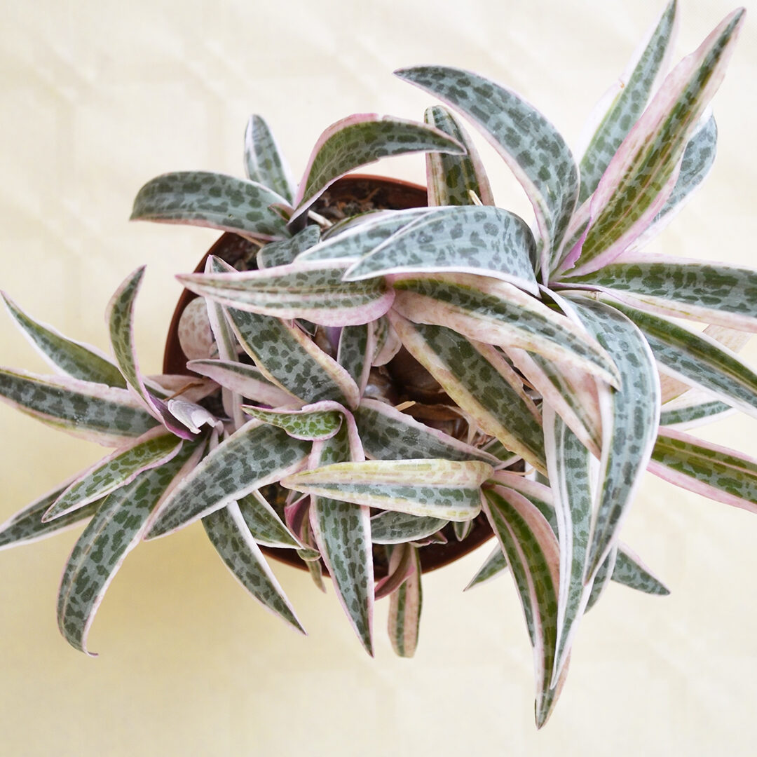 Scilla violacea variegata vaso 10,5