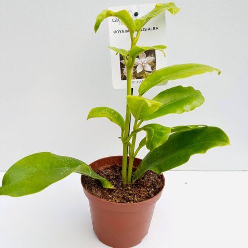 Hoya imperialis alba vaso Ø 10,5