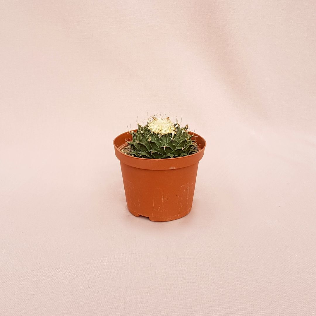 Obregonia denegrii vaso 10,5