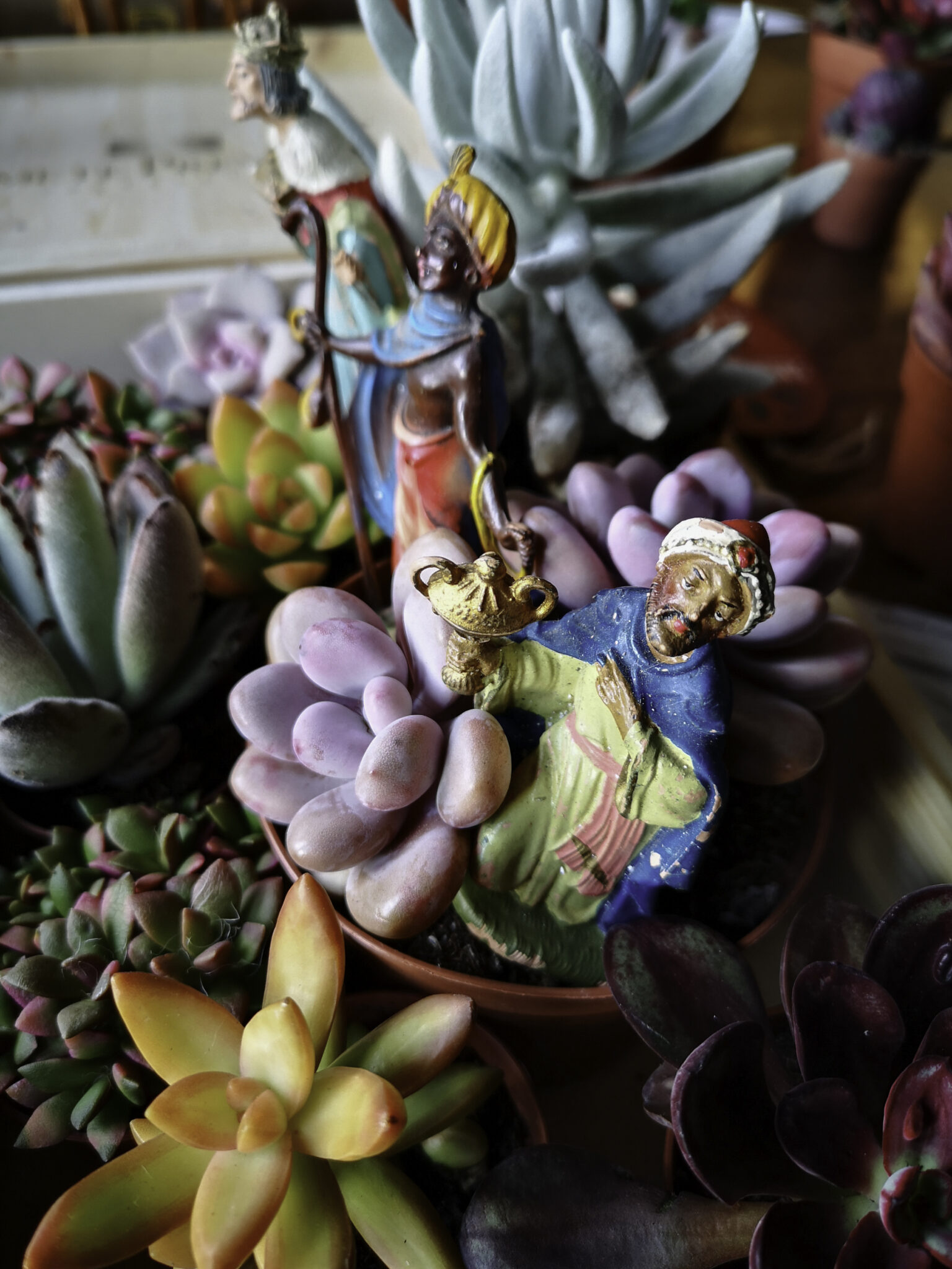 Piante Grasse e Re Magi Piante Grasse e Re Magi