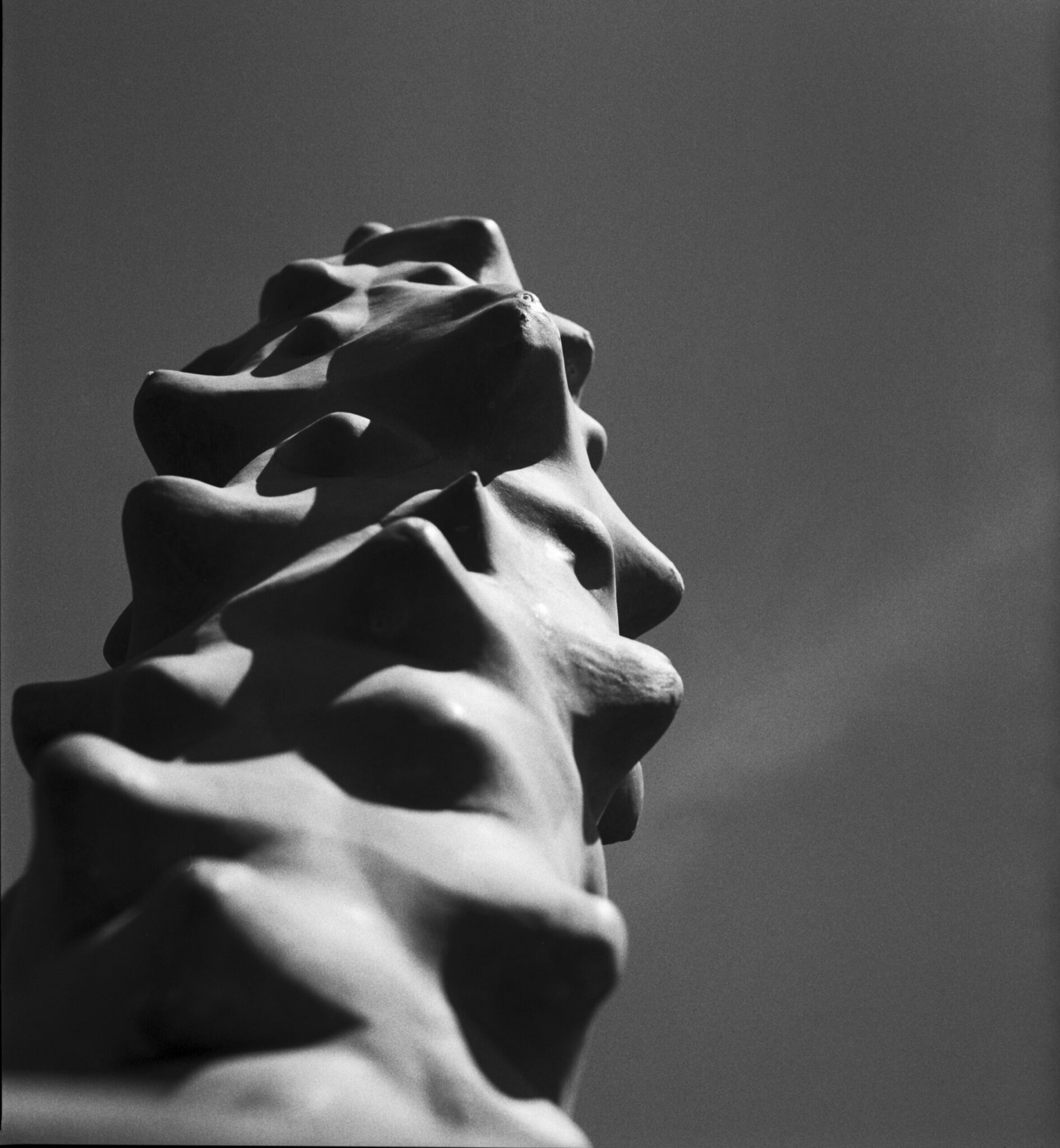 Pelle di Spine