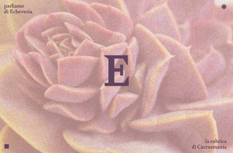 Foto di famiglia Echeveria