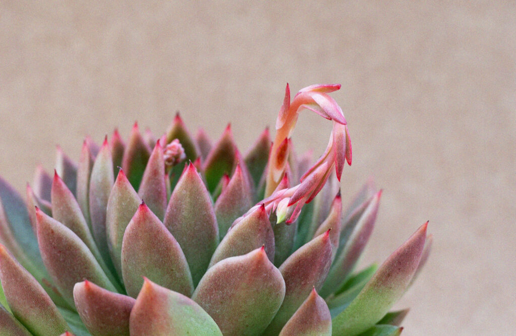 Echeveria agavoides