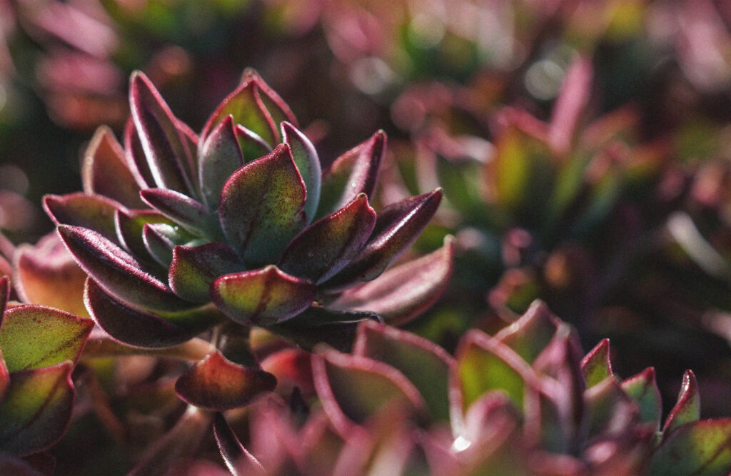 Echeveria pulvinata Devotion