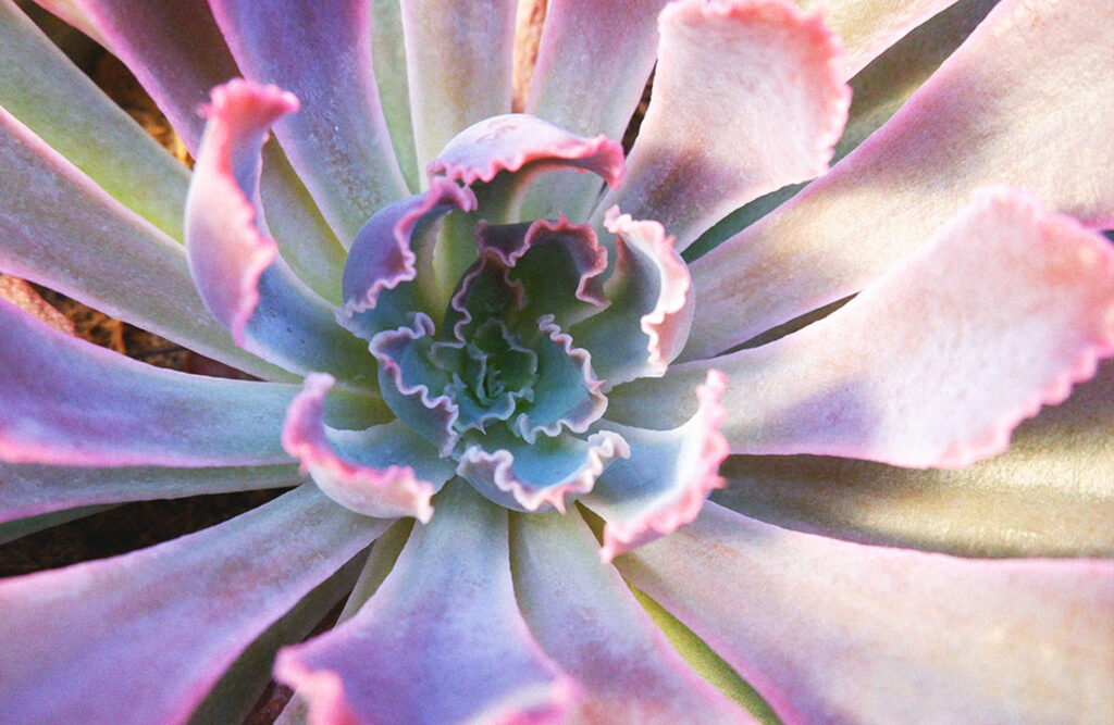 Echeveria Neon Breakers