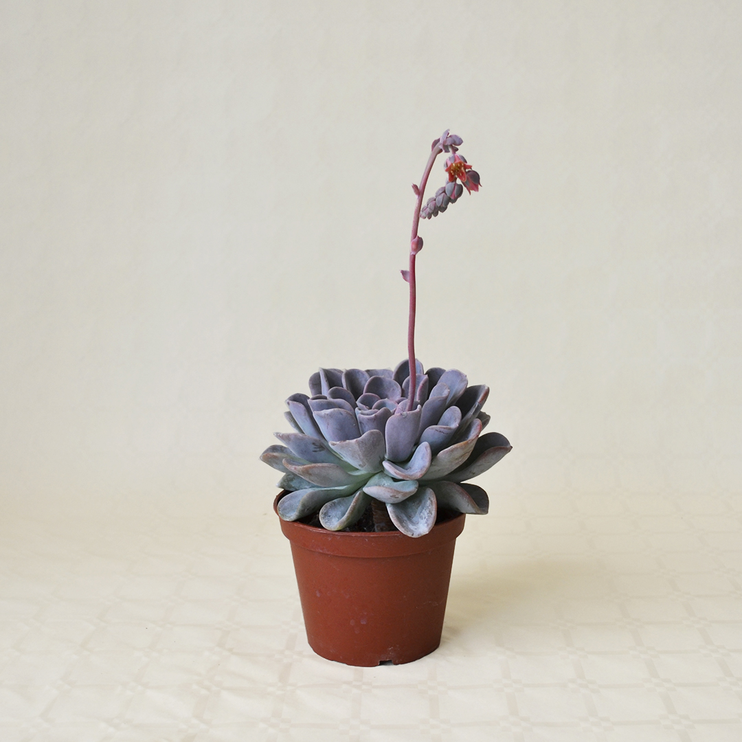 Echeveria Orpet vaso 13