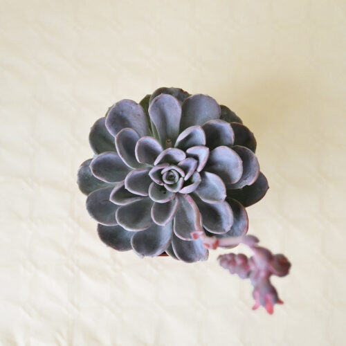 Echeveria Orpet vaso 13
