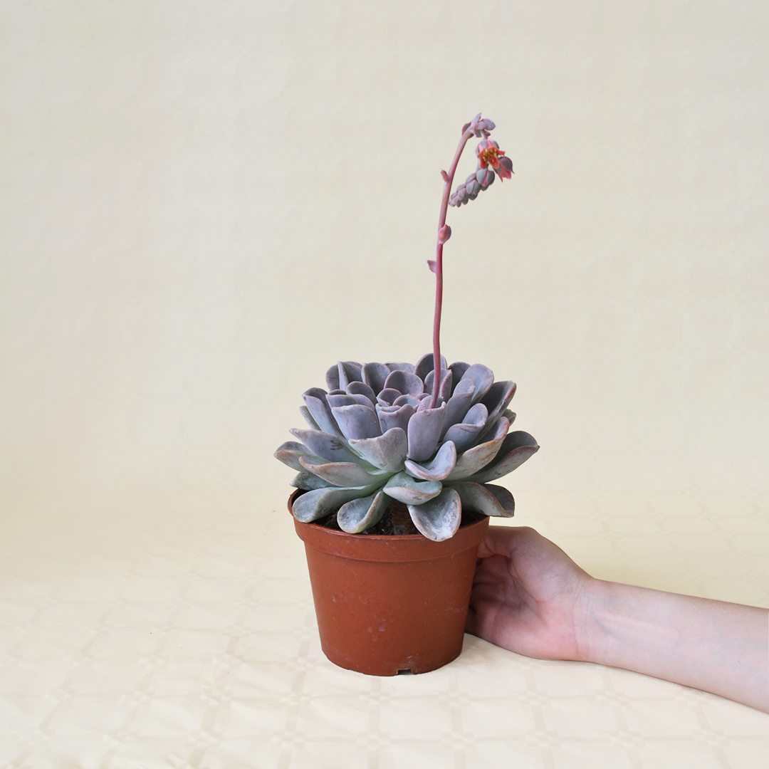 Echeveria Orpet vaso 13