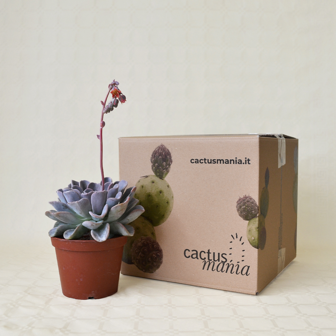 Echeveria Orpet vaso 13