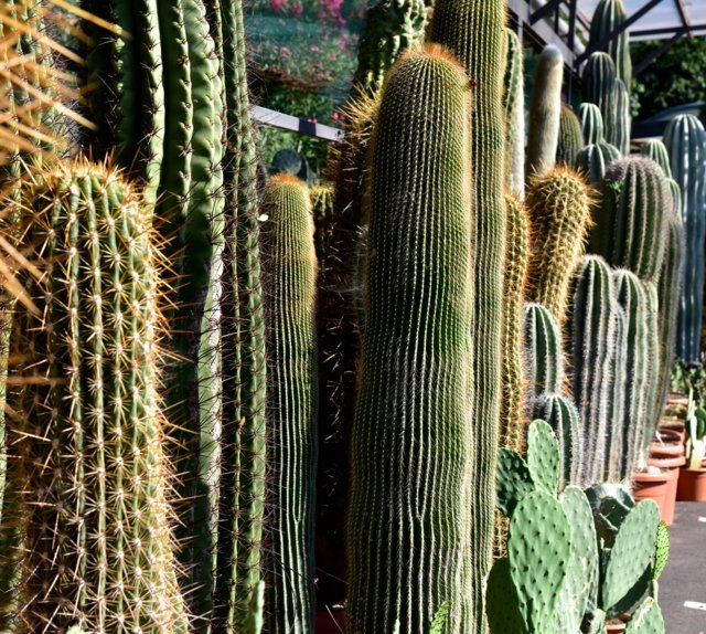 Cactus colonnari