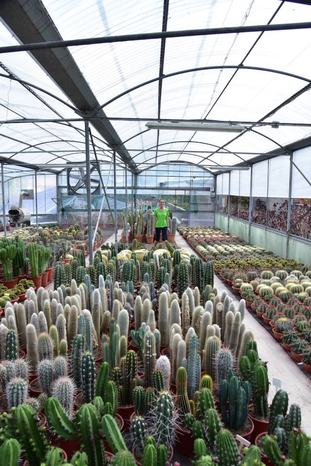Cereus