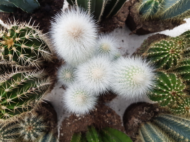 Cleistocactus strausii