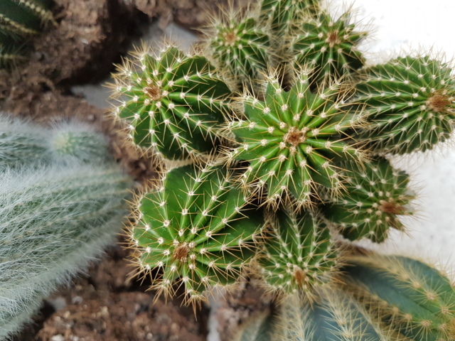 Neobuxbaumia polylopha