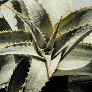 Dyckia marnieriana lapostollei