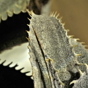 Dyckia marnier-lapostollei