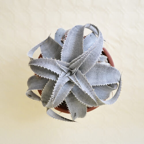 Dyckia marnier-lapostollei vaso 20