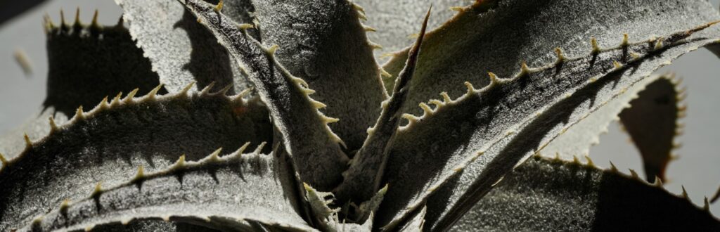 Dyckia