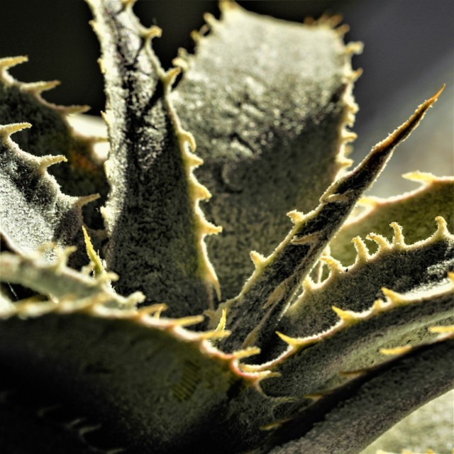 Dyckia marnieriana lapostollei