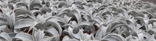 Dyckia marnieriana lapostollei