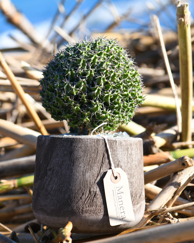 Euphorbia mitriformis – Linea Manera