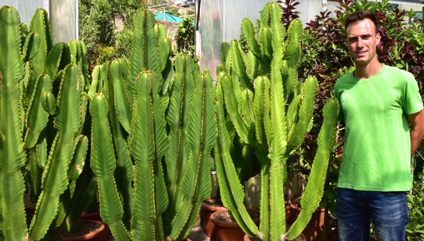 Euphorbia ingens