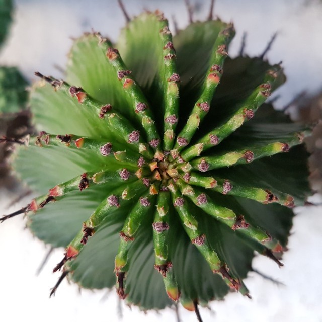 Euphorbia horrida