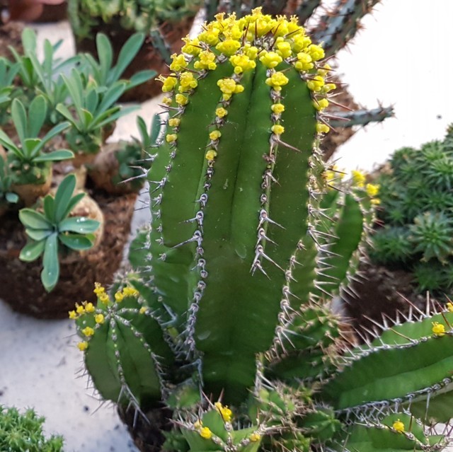 Euphorbia fruticosa