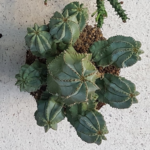 Euphorbia fruticosa inermis