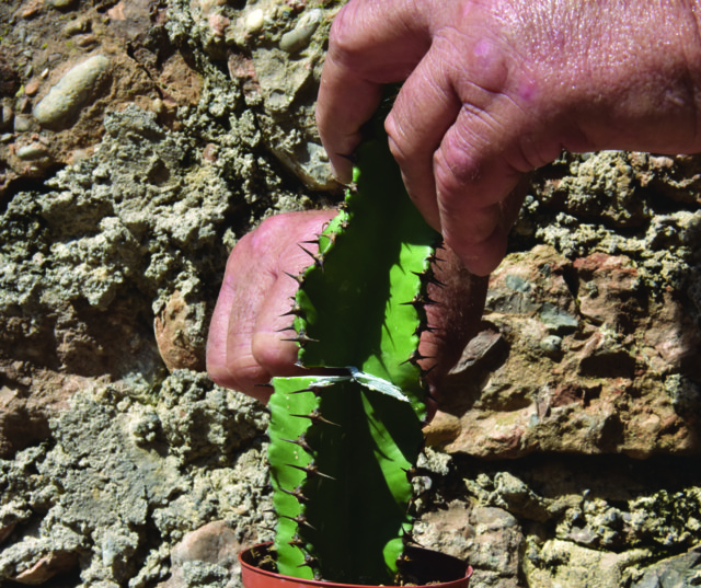 Euphorbia eritrea (porta innesto)