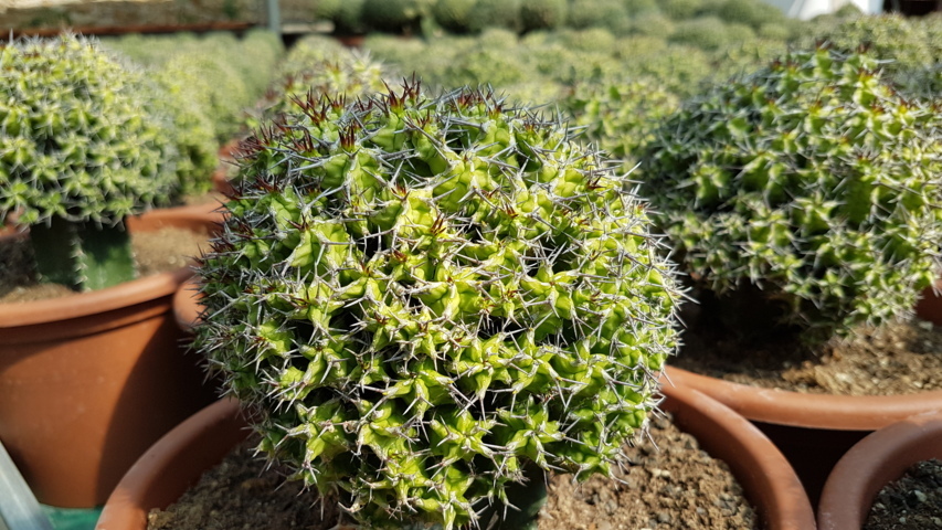 Euphorbia mitriformis innestata