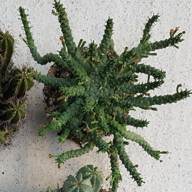 Euphorbia pugniformis